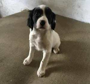English Setter Puppies For Sale