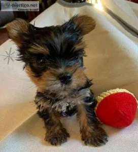 Yorkie Puppies Available
