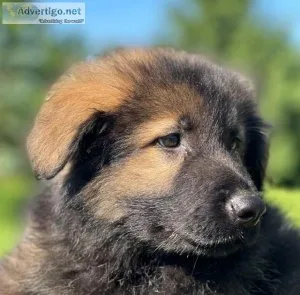 Billy german Shepherd