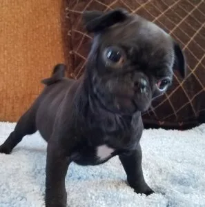 Black and Fawn Pug Puppies Ready To Go Now