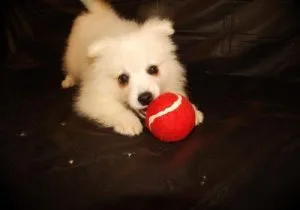 Great Friend American Eskimo Dog Puppies For Sale