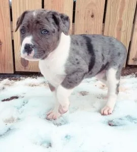 Alapaha Blue Blood Bulldog Puppies For Sale
