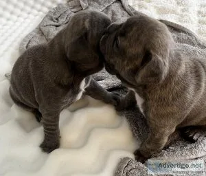 AKC French Bulldog puppies