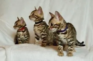 dgffdf Tica Registered Beautiful Bengal Kittens