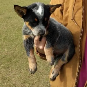 Australian Cattle Dog Puppies For Sale