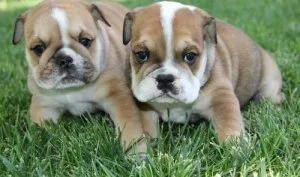 English Bulldog Puppies For Sale