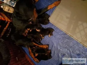 Female AKC reg. German Rottweiler  puppies