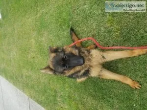 German shepherd