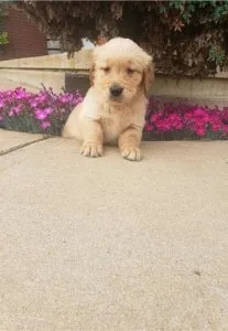 Gorgeous golden retriever puppies