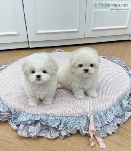 Adorable teacup maltese for sale