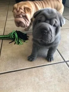 Lovely Chinese Shar-pei Puppiesfor Sale