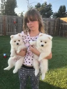 Charming And Beautiful Outstanding Japanese Splith Puppies.
