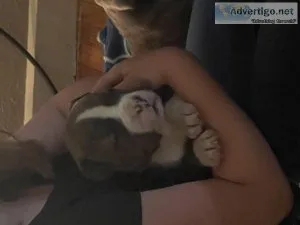 Full blood American bullies