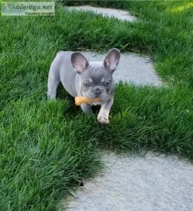 Adorable french bulldog puppies