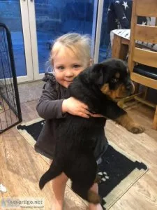 Rottweiler puppies for sale