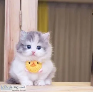 11 weeks Munchkin kittens for loving homes