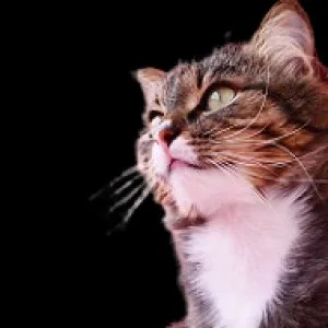 Are you looking for a dependable cat sitting service in Chicago 