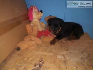 German Rottweiler puppies ready