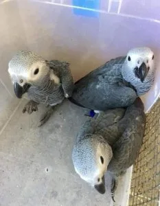 Total African Grey Parrots For Sale