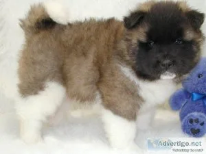 Purebred AKC Reg Akita Puppies For Sale Now.