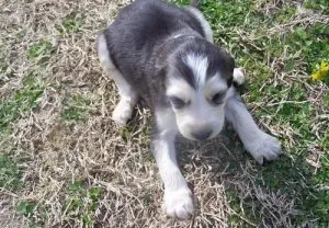 Beautiful and Healthy Afghan Hound Puppies For Sale