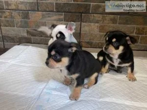 Beautiful Chihuahuas Puppies
