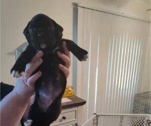 Boxer Puppies 10 weeks old