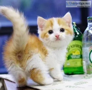 Munchkin shorthair boy
