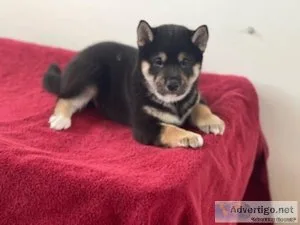 Kai shiba inu