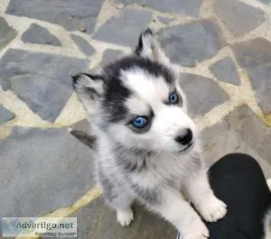 Siberian Husky Puppies Available