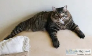 Medium Hair Tabby Cat &ndash Beautiful and Affectionate Needs Si