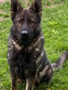 Male German Shepherd