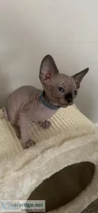 Sphynx kittens Female