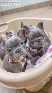 Stunning litter of Male and Female  French Bulldogs Puppies