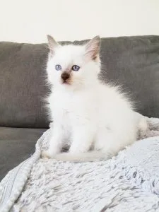 10 weeks old Ragdoll Kittens