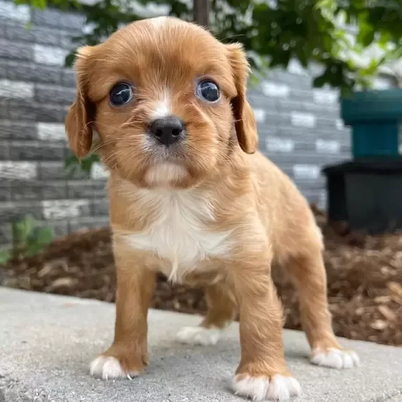 Puppy only for serious buyers