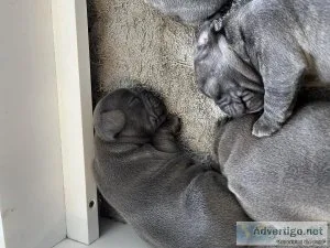 French Bulldog Puppies
