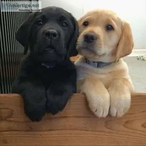 Labrador retriever puppies