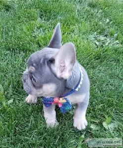cutes french bolldog puppies