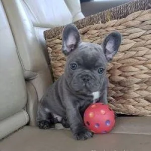 Cutest Male and Female French bulldog Puppies