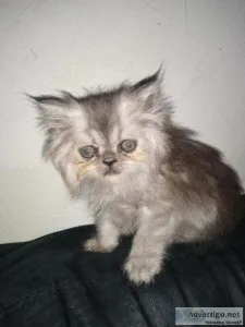 Teacup female smoke persian