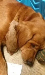 GOLDEN RETRIEVER AKC PUPPIES