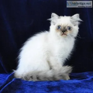 Persian Kitten  Kittens available now