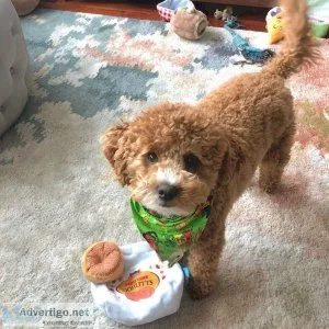 Best poodle puppies