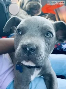 Rehoming Pitbull Pup