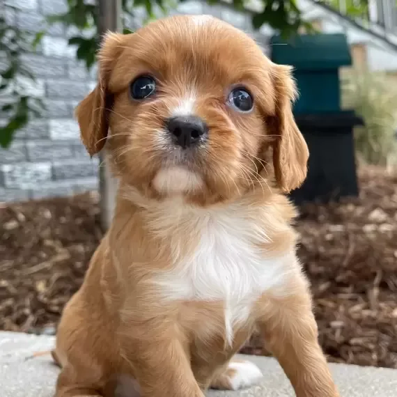 Puppy available only serious buyers