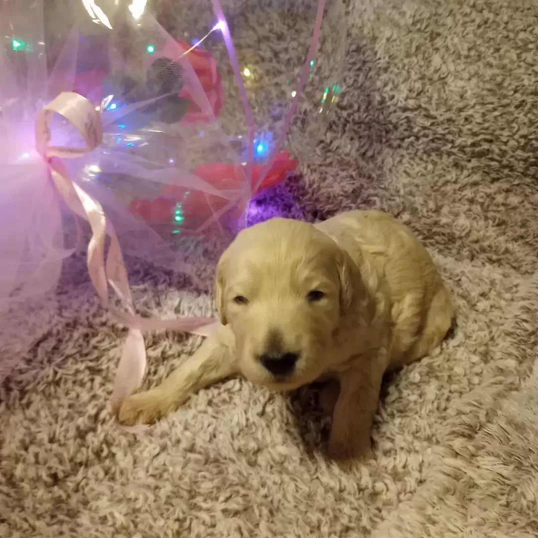 Goldendoodle male puppies