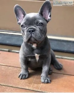 Beautiful french bullog