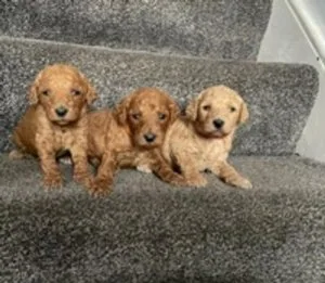 Health tested full standard red and apricot poodles