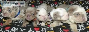 Beautiful Rare British Bulldog puppies